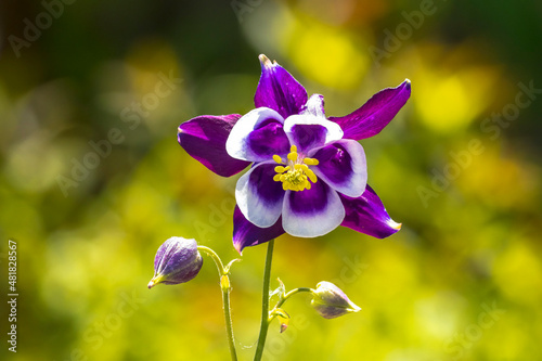 Closeup of a Aquilegia vulgaris, European columbine, common columbine, granny's nightcap, granny's bonnet, purple white flower. photo