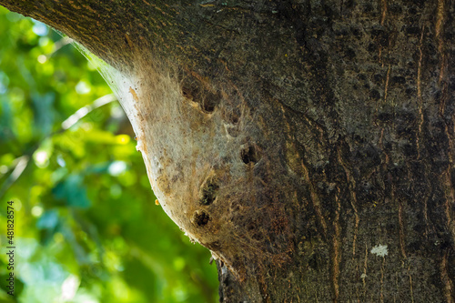 Oak processionary caterpillars Thaumetopoea processionea nest in a tree in a forest. photo