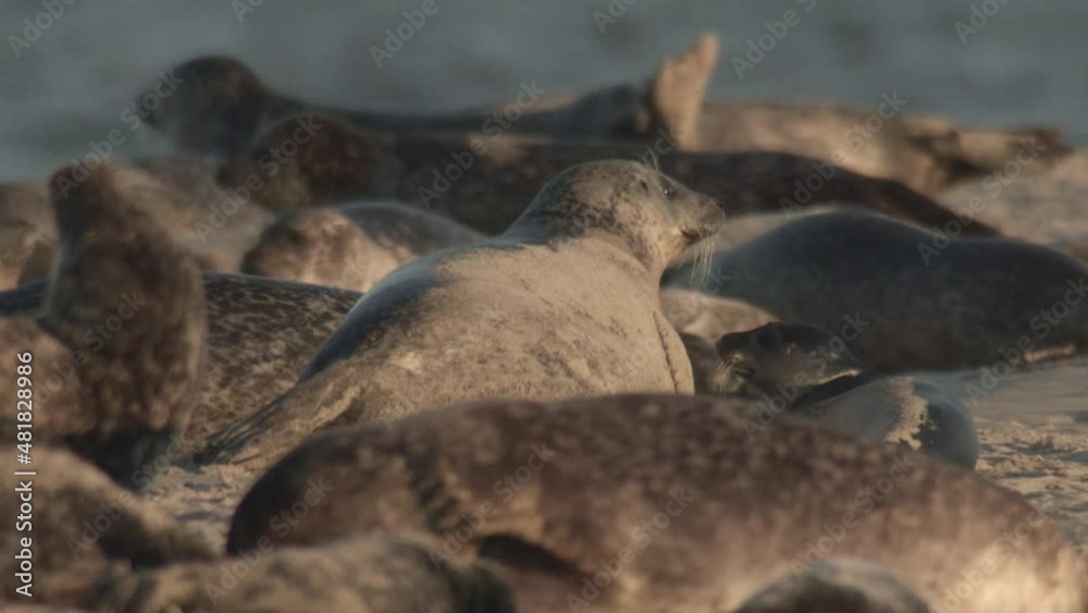 Seals on a danish island in summer Seals on a danish island in summer