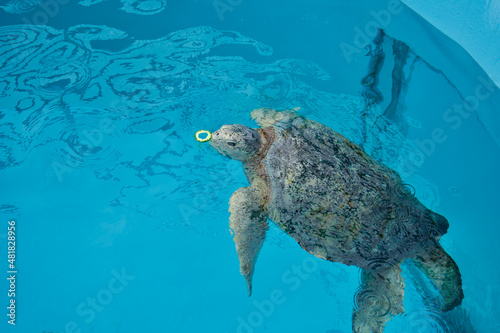 The turtle eats bitter gourd in the swimming pool.