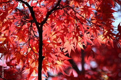 紅葉 © Kenshi2009