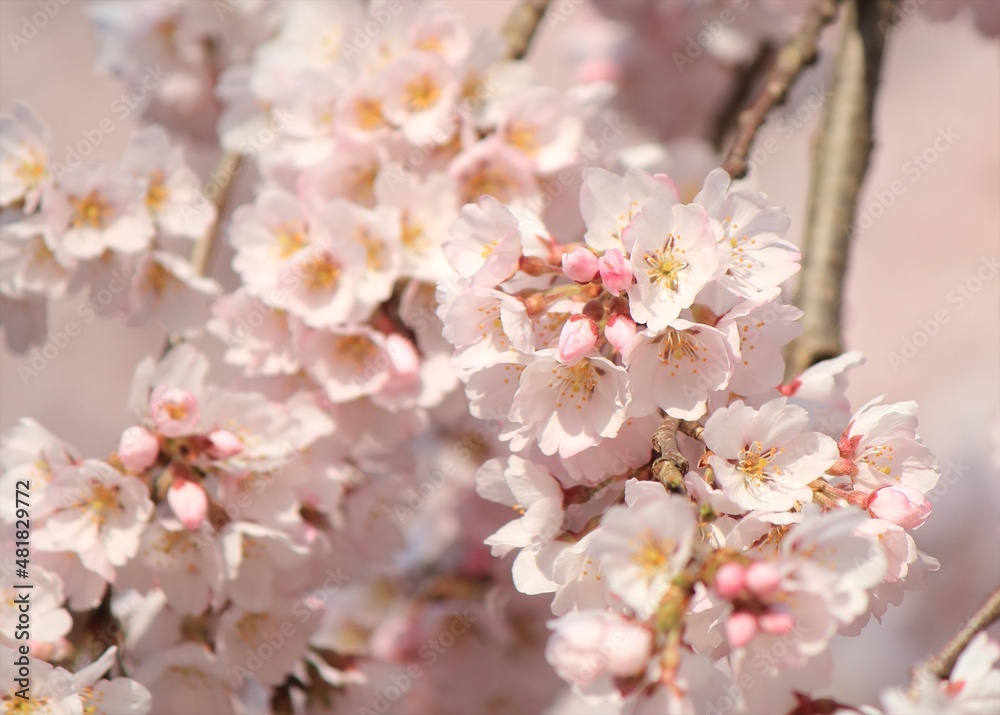 Fototapeta premium 桜