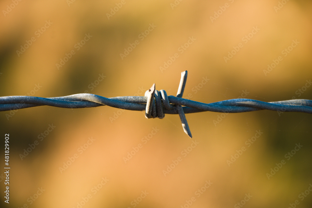 Detail of single knot on barbed wire isolated