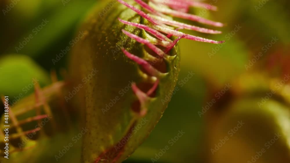 close up translating over many mouth of Venus fly trap