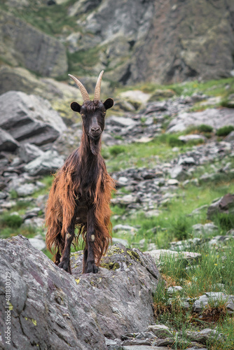 Mountain goat on the Bergamasque alps Italy photo