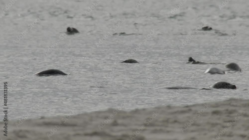 Seals on a danish island in summer Seals on a danish island in summer