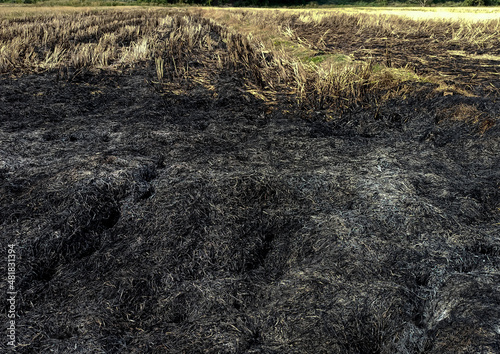 ashes in the rice field
