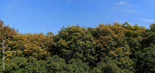 trees in the forest in spring