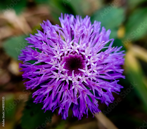 stamens of purple flowers in the garden