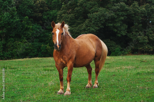 Haflinger pony in a field