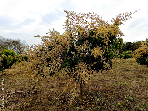 mango tree flowers in the garden