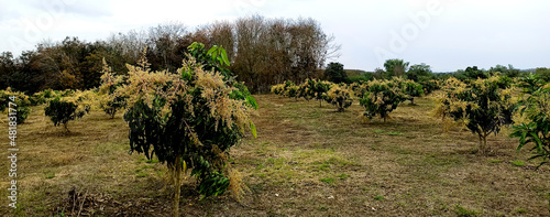 mango tree flowers in the garden