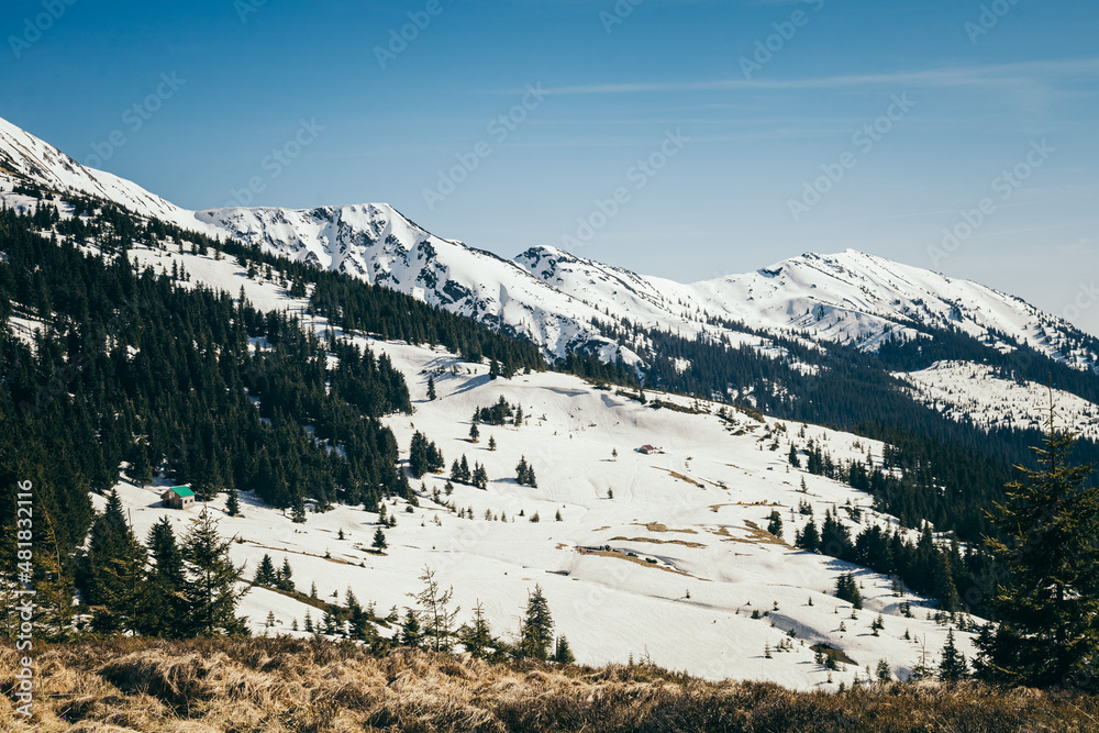 Snow-capped peaks in the mountains, coniferous forest, spring