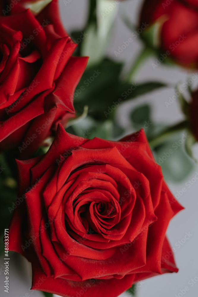 Gorgeous bouquet of roses, bright bloody red buds and lush rich green foliage. Gorgeous bouquet of roses, bright bloody red buds and lush rich green foliage.