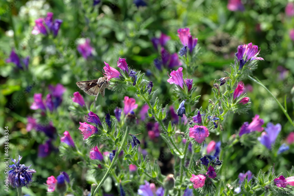 The Silver Y - Autographa gamma drinking the nectar on a flower meadow sown between crops in an agricultural landscape. The Silver Y - Autographa gamma drinking the nectar on a flower meadow sown between crops in an agricultural landscape.