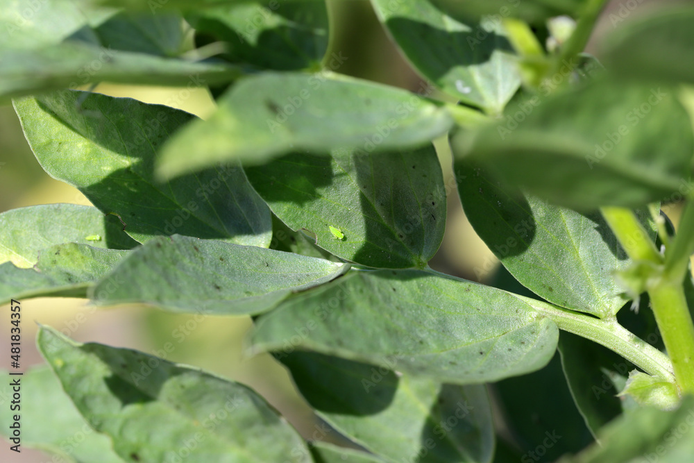 The larva of the little leafhopper - Empoasca on the leaves of broad beans. These are crop pests that suck plant sap. The larva of the little leafhopper - Empoasca on the leaves of broad beans. These are crop pests that suck plant sap.