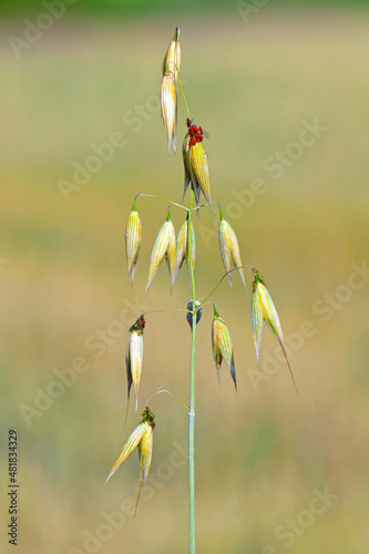 Red aphids on oats. photo