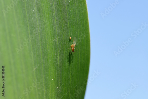 Tiny aphids, winged and wingless forms on corn leaf. photo