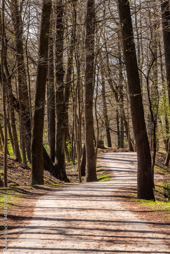 Vertical photo of grey trail full of fallen brown catkins between trees with young leaves what leads by three building panels. Curvy pathway among trees in forest park during early spring. 