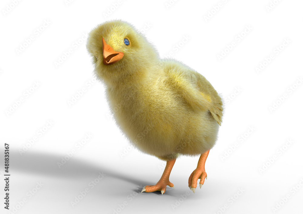Fototapeta premium Little chicken walking, White Background, 3D-Rendering