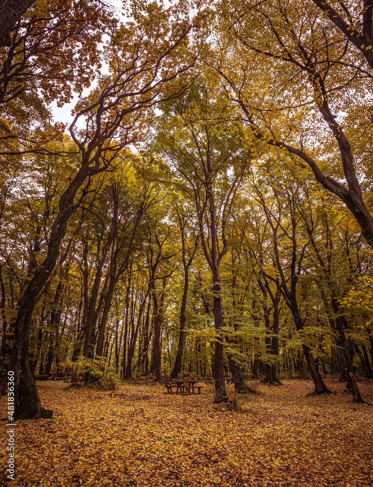 Obraz premium Forrest at fall