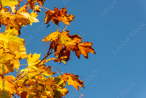 Background of yellow Acer leaves. Beautiful autumn wallpaper with maple leaves on the tree branch illuminated by the sun and swaying in the wind. Bright yellow  brown and orange maple leaves