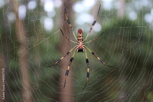 Spider Trichonephila Clavipes Orb-Weaver Banana spider photo