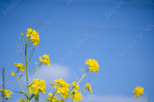 青空と菜の花