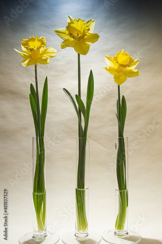 Narzissen, die Frühlingsboten