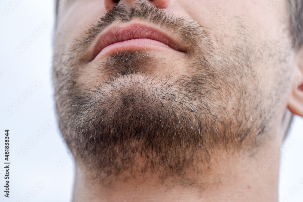 Obraz premium Bearded male chin. Beard on the face of a young man.