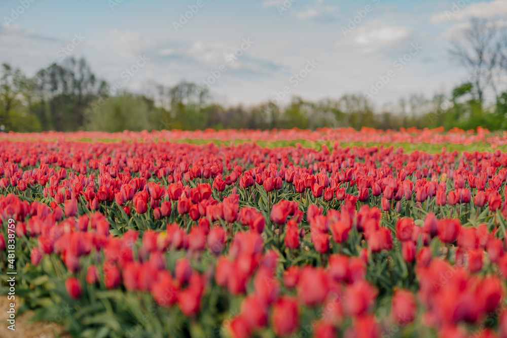 Beautiful Red Tulips Blooming on Field Agriculture Beautiful Red Tulips Blooming on Field Agriculture
