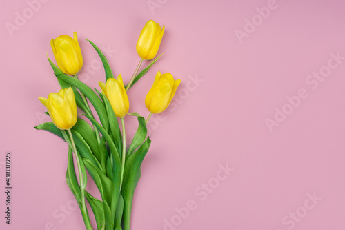 Set of five yellow tulips on a white background
