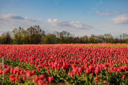 Beautiful Red Tulips Blooming on Field Agriculture © volf anders