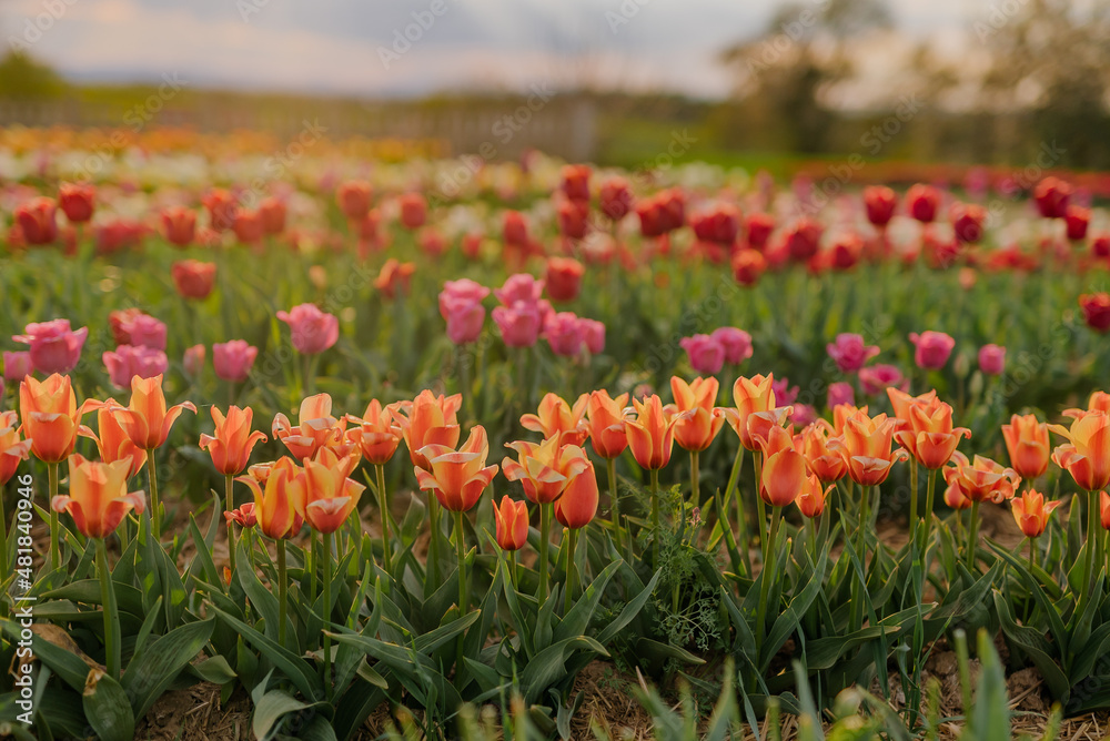 yellow Purple and Red Tulips Blooming on Field at Flower Plantation Farm in Netherlands