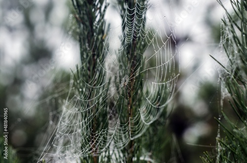 spider web in the morning