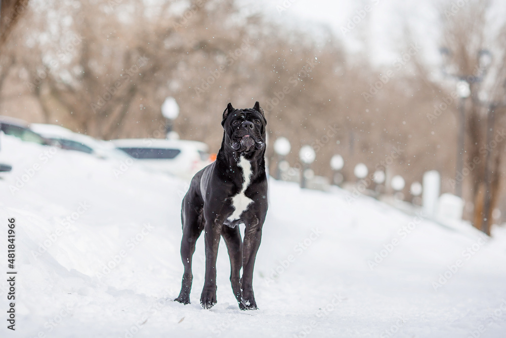 cane corso italian dog in winter