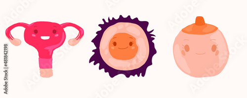 Female reproductive system. Vector cartoon illustration Organ set