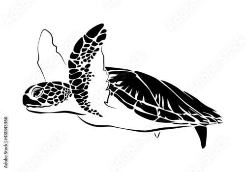 graphic sea turtle,vector illustration of sea turtle,vector of turtle design on a white background