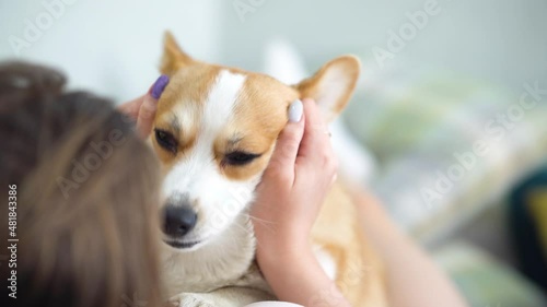 Welsh corgi pembroke dog female owner caress stroking her pet lyingon natural stroking dog on the sofa and enjoying the warm home atmosphere. photo