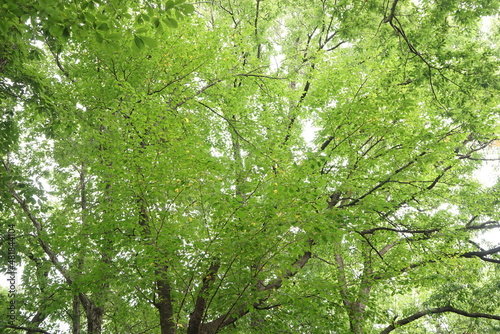 Lush Green Tree in Summer, Image or Spring or Early Summer - 日本 那須高原 緑 森