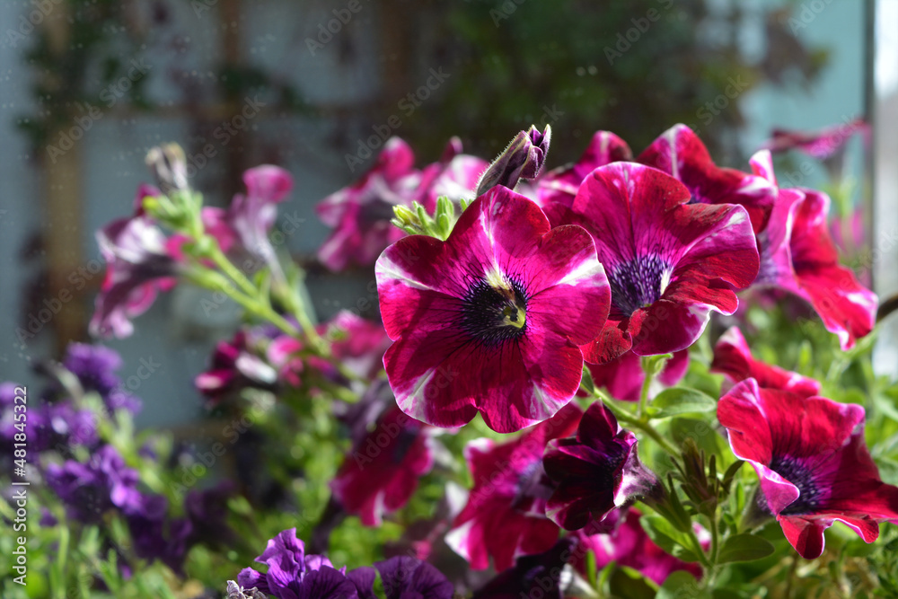 Fototapeta premium Bright petunia flowers in home garden. Summer day.