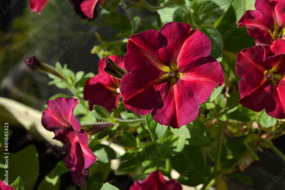 Bright blooming petunia - long-season annual flower. Balcony greening.