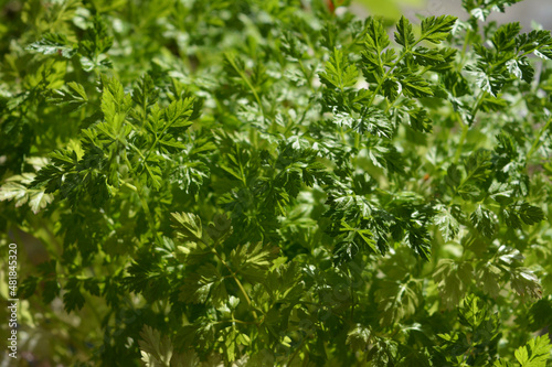 Fresh green leaves of chervil in sunny day