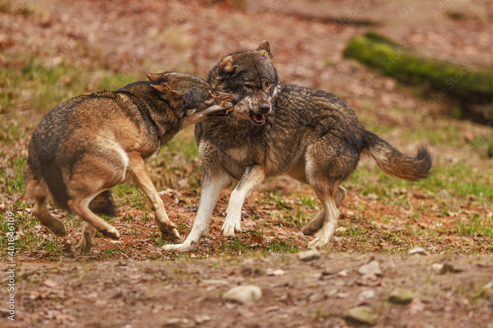 Eurasian wolf (Canis lupus lupus) two individuals suddenly took off in succession Eurasian wolf (Canis lupus lupus) two individuals suddenly took off in succession