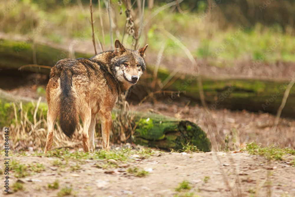 Obraz premium female Eurasian wolf (Canis lupus lupus) looks behind her