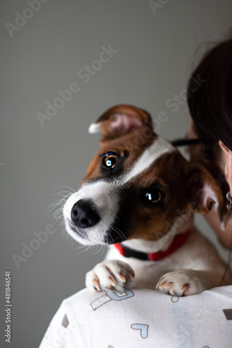 jack russell terrier © Evgeniy