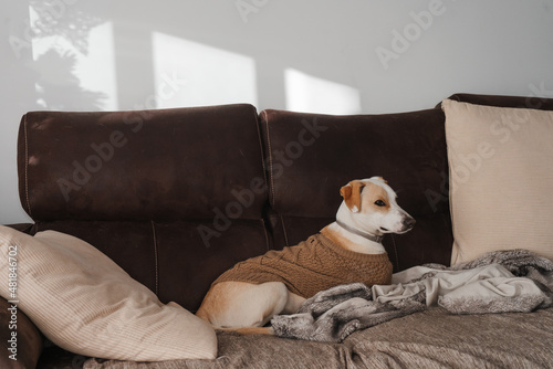 Portrait of an adult dog resting at home © Azahara
