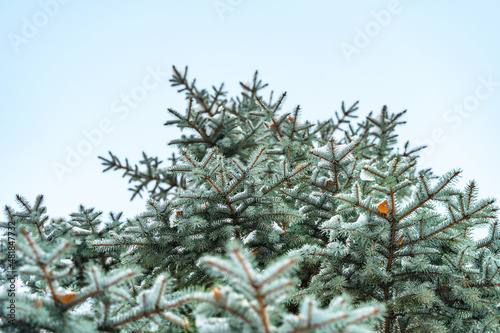 Beautiful spruce branches with snow