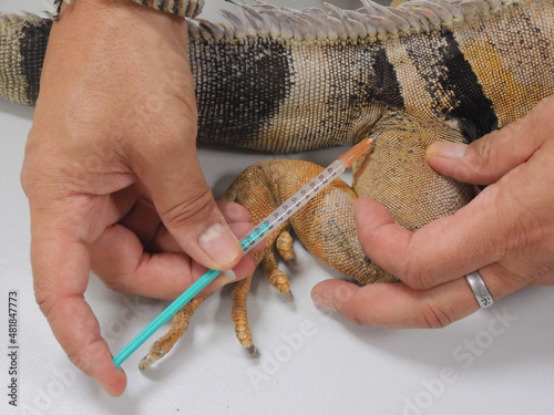 Hands of a veterinarian giving an iguana an injection in its hind leg