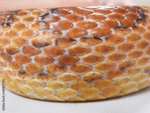 Close-up of corn snake scales (Pantherophis guttatus) in a white table